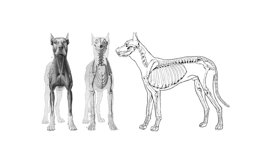 dog xrays